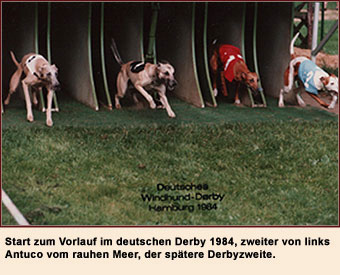Start zum Vorlauf im deutschen Derby 1984, zweiter von links Antuci vom rauhen Meer, der später Derbyzweite