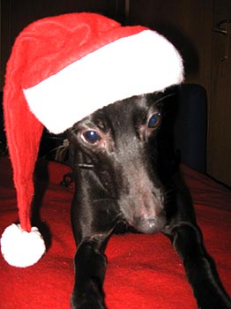Hondoweihnachten