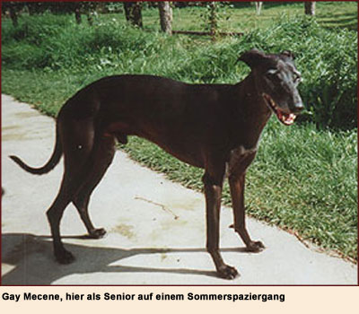 Gay Mecene vom rauhen Meer