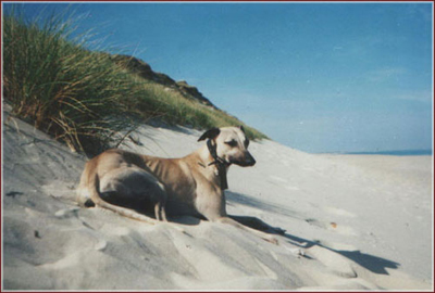 Nebos vom rauhen Meer