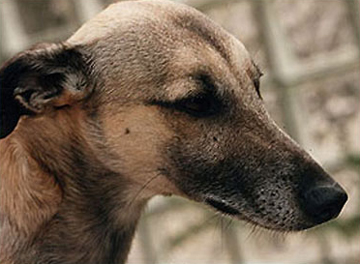 Antuco vom rauhen Meer