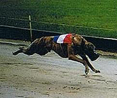 Binkie van de Spaarnemeute