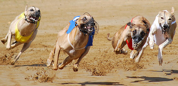 Deutsches Derby