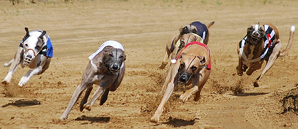 Deutsches Derby