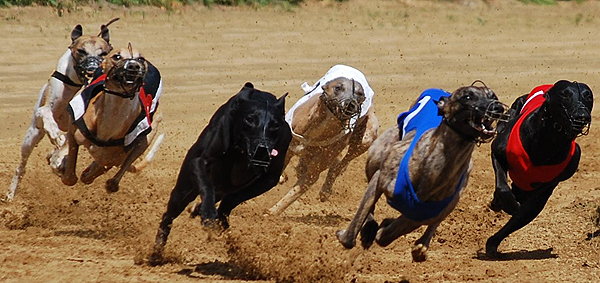 Deutsches Derby