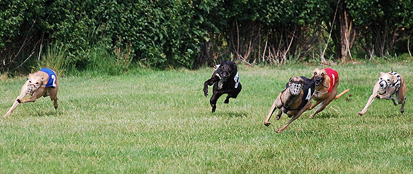 Hannover, Miss Pinkerton, Amy, Kate, Peppershot, Caya