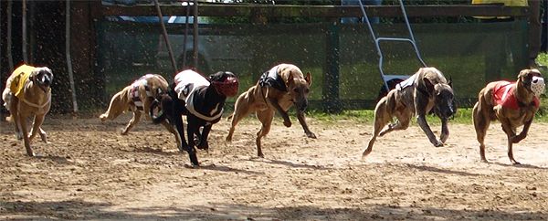 Mnster, San Vicente, Kurgan, Bracciano, Gladiator, Grandor, Surumu