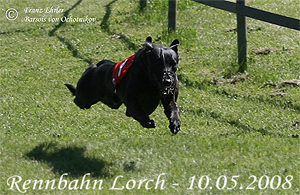 Quiff vom rauhen Meer | © Franz Ehrler