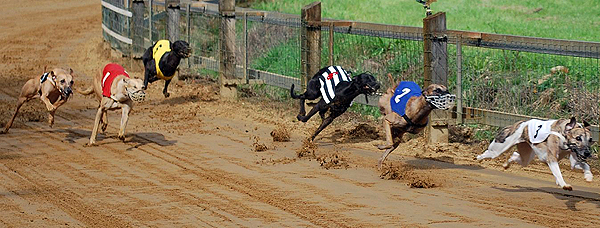 Deutsches Derby Hamburg
