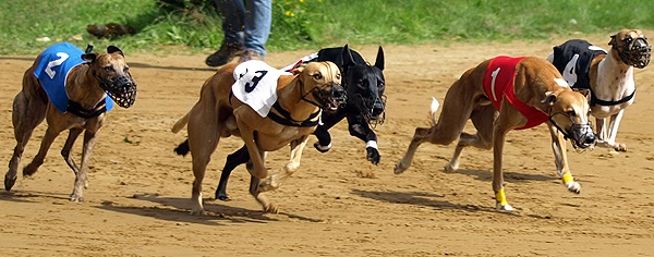 Deutsches Derby Hamburg