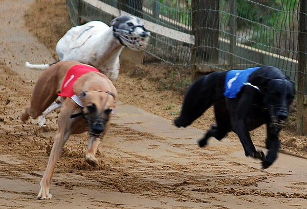 Internationales Derby Hamburg