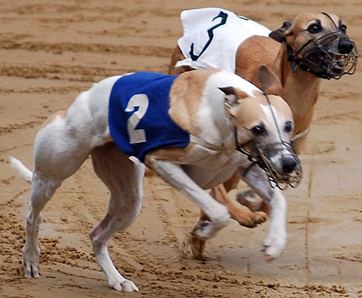 Internationales Derby Hamburg