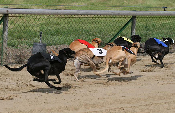 Whippetrennen Hildesheim 2008