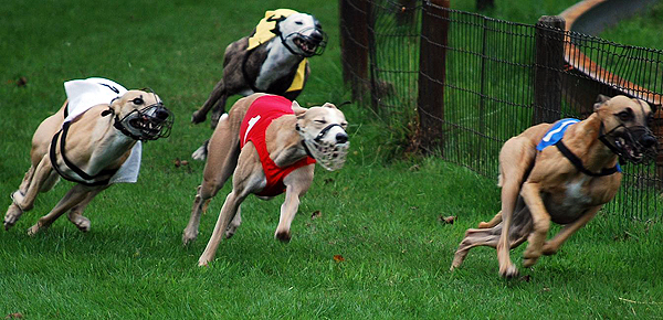 Whippetrennen in Ostercappeln