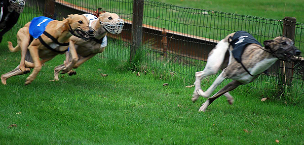 Whippetrennen in Ostercappeln