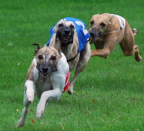 Whippetrennen in Ostercappeln