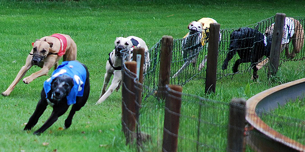 Whippetrennen in Ostercappeln