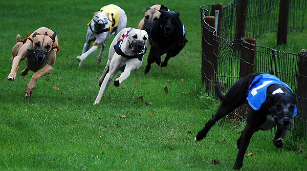 Whippetrennen in Ostercappeln