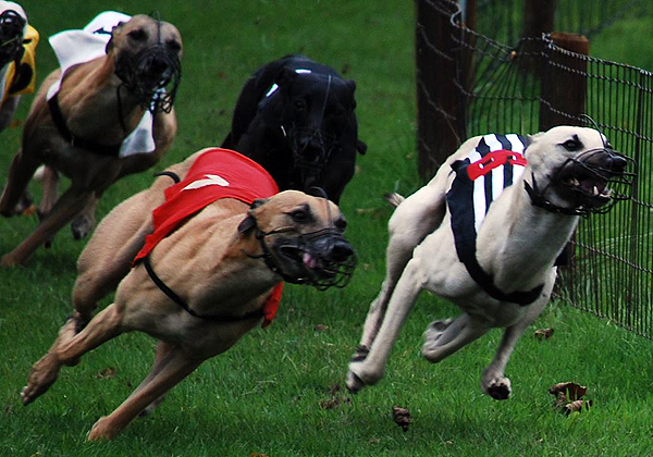 Whippetrennen in Ostercappeln
