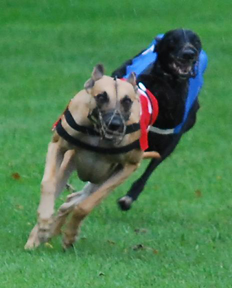 Whippetrennen in Ostercappeln
