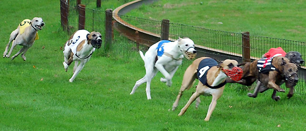 Whippetrennen in Ostercappeln