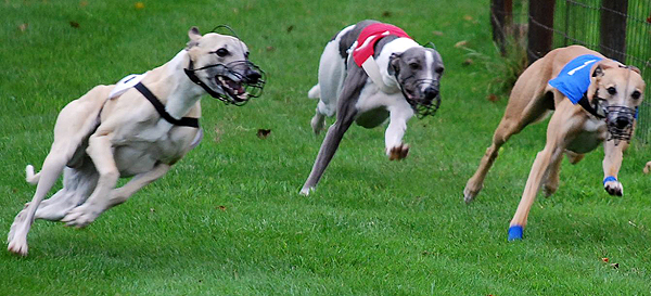 Whippetrennen in Ostercappeln