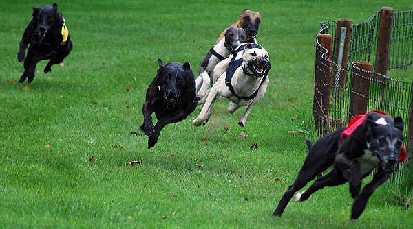 Whippetrennen in Ostercappeln