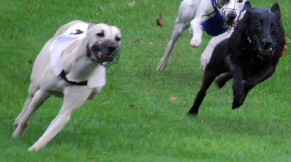 Whippetrennen in Ostercappeln