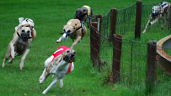 Whippetrennen in Ostercappeln