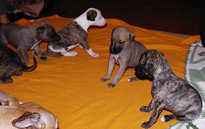 S-Wurf 2007 - Whippetzwinger vom rauhen Meer