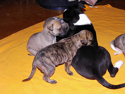 S-Wurf 2007 - Whippetzwinger vom rauhen Meer
