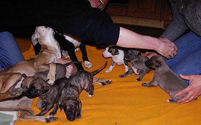 S-Wurf 2007 - Whippetzwinger vom rauhen Meer