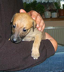 S-Wurf 2007 - Whippetzwinger vom rauhen Meer
