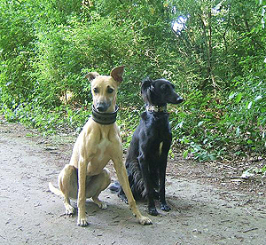 Langhaarwhippet Djamil und Saperlipoupette vom rauhen Meer