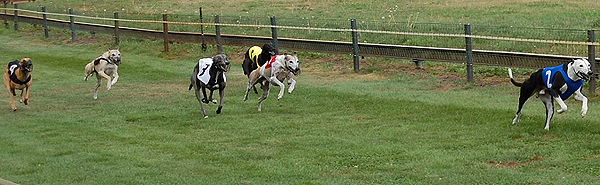 Peppercorn, Kayf Tar, Freaky Blue, Royal Dragon, Belchito, Zoppico