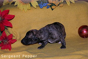 Sergeant Pepper vom rauhen Meer