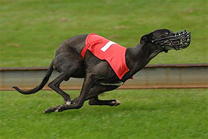 Tauranga Cannavaro