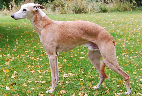Caballero