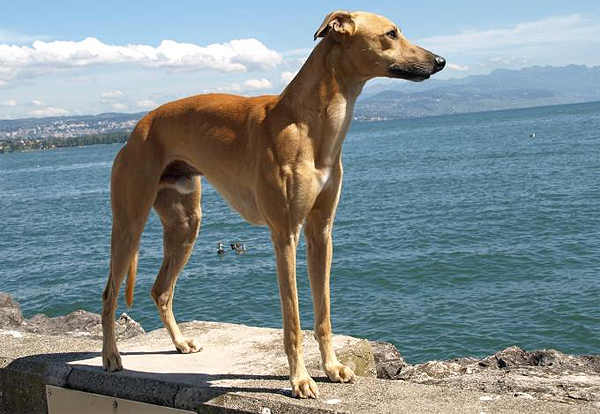 Windhund-Europameisterschaft in Versoix