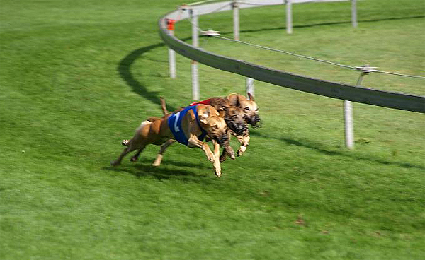 Windhund-Europameisterschaft in Versoix