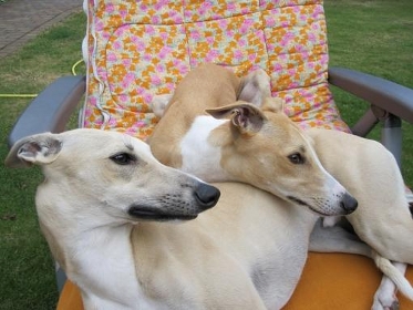 Ustinov und Ugo Fire