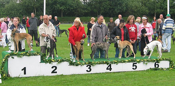 Marakaya's El Cano Juan, Zorneagle's For Ever, Chandara's Lord d'Artagnan, Areion vom rauhen Meer, CulannŽs Esquire, Falkenhain vom rauhen Meer