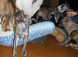 Whippetzuechter vom rauhen Meer S-Wurfe