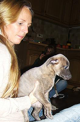 Whippetzuechter vom rauhen Meer S-Wurfe