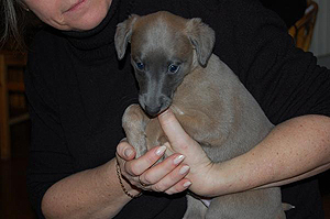 Whippetzuechter vom rauhen Meer S-Wurfe