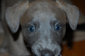 Whippetzuechter vom rauhen Meer S-Wurfe