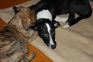 Whippetzuechter vom rauhen Meer S-Wurfe