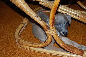 Whippetzuechter vom rauhen Meer S-Wurfe