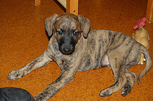 Whippetzuechter vom rauhen Meer S-Wurfe
