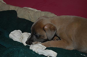 Whippetzuechter vom rauhen Meer S-Wurfe